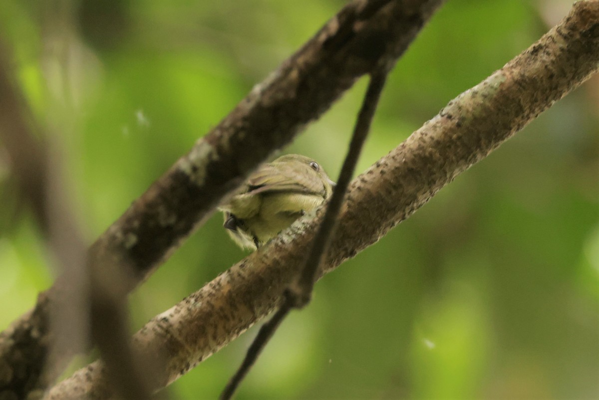 Dwarf Tyrant-Manakin - ML641433909