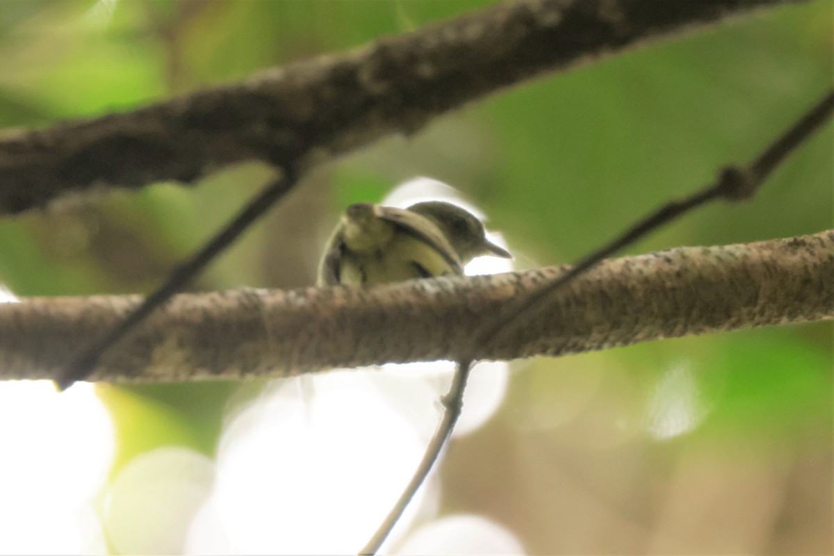 Dwarf Tyrant-Manakin - ML641433910