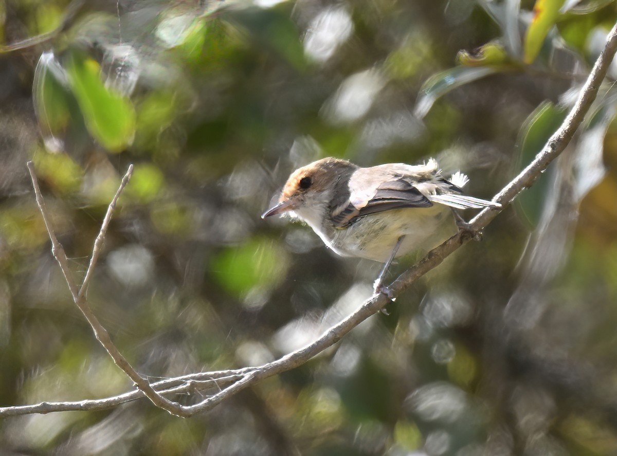 Fulvous-faced Scrub-Tyrant - ML641433913