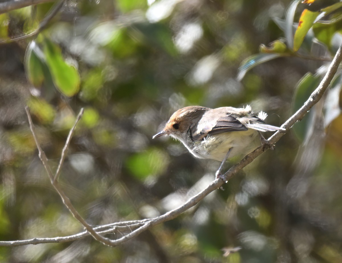 Fulvous-faced Scrub-Tyrant - ML641433915