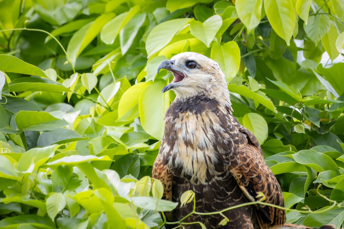 Black-collared Hawk - ML641433933