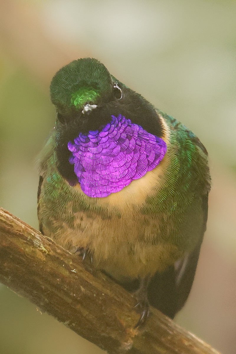 Amethyst-throated Sunangel - ML641433967