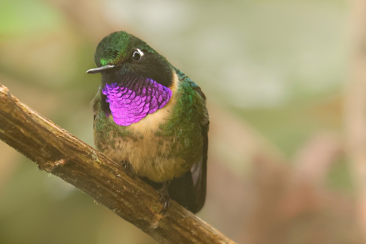 Amethyst-throated Sunangel - ML641433968