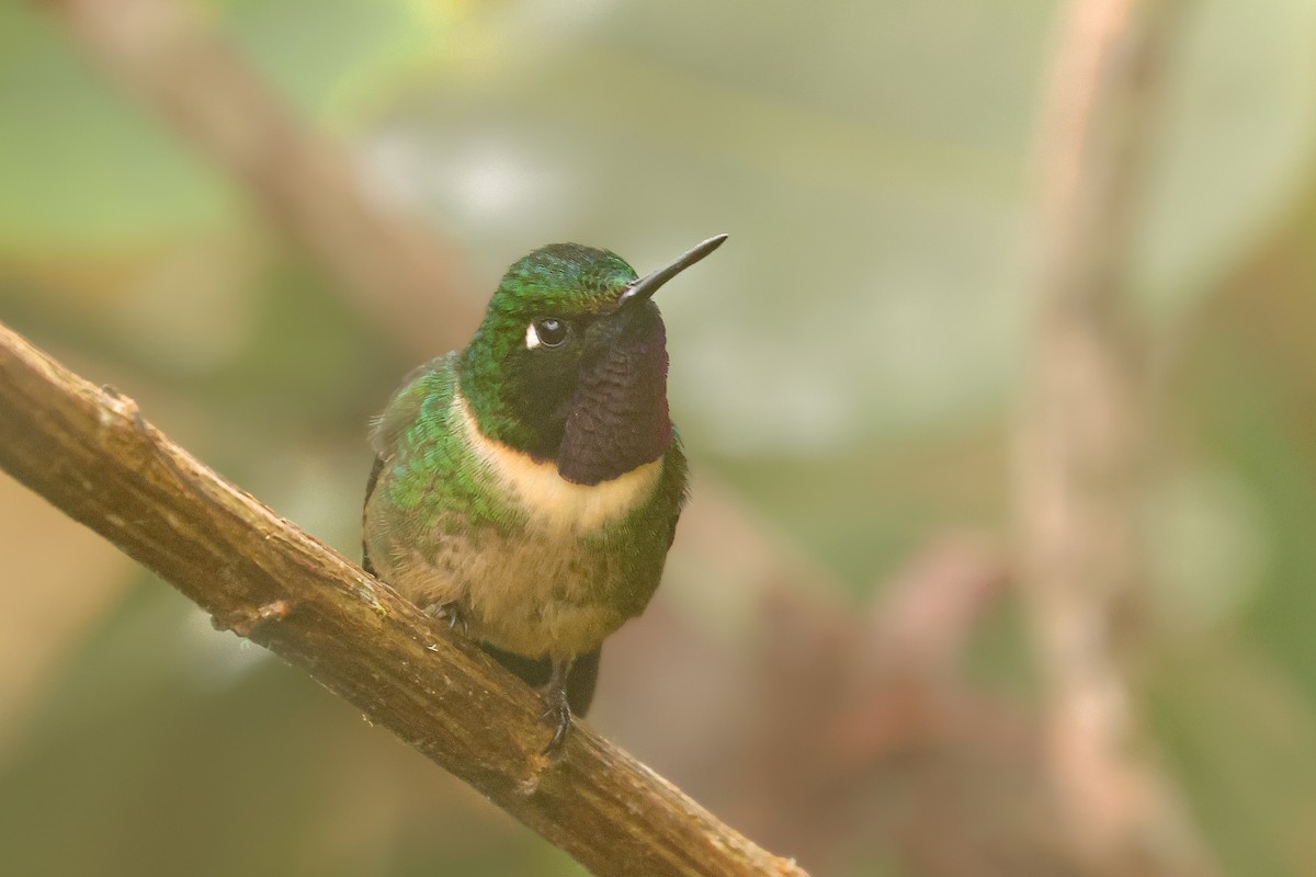 Amethyst-throated Sunangel - ML641433969