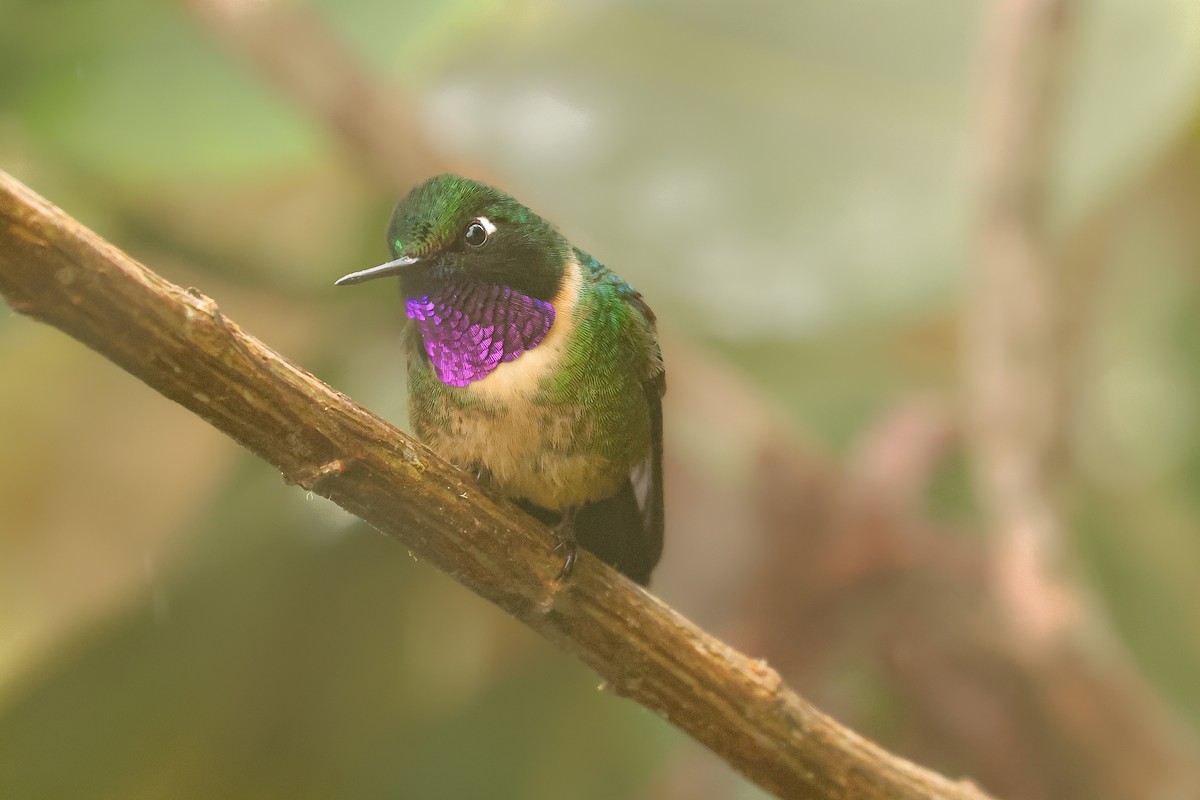 Amethyst-throated Sunangel - ML641433970