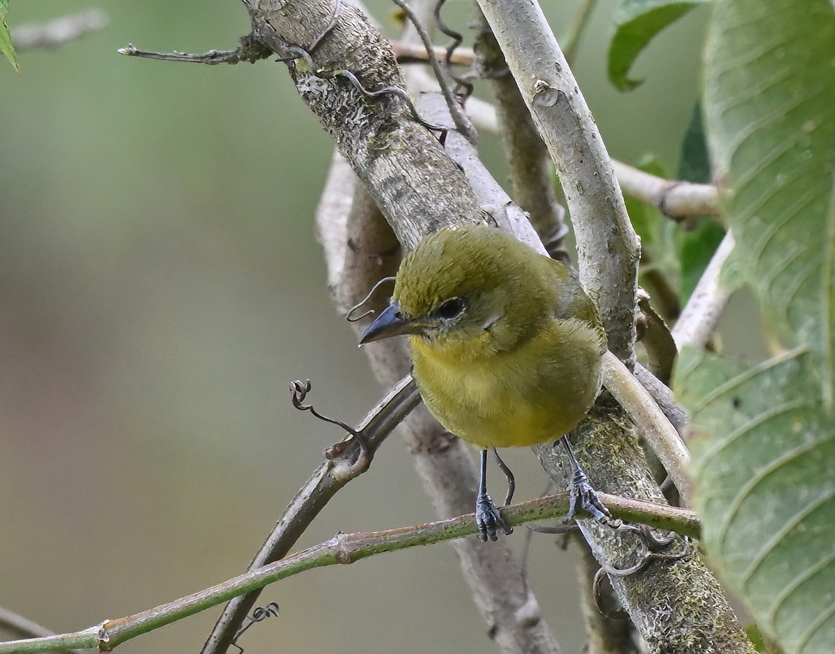 Black-lored Yellowthroat - ML641434015