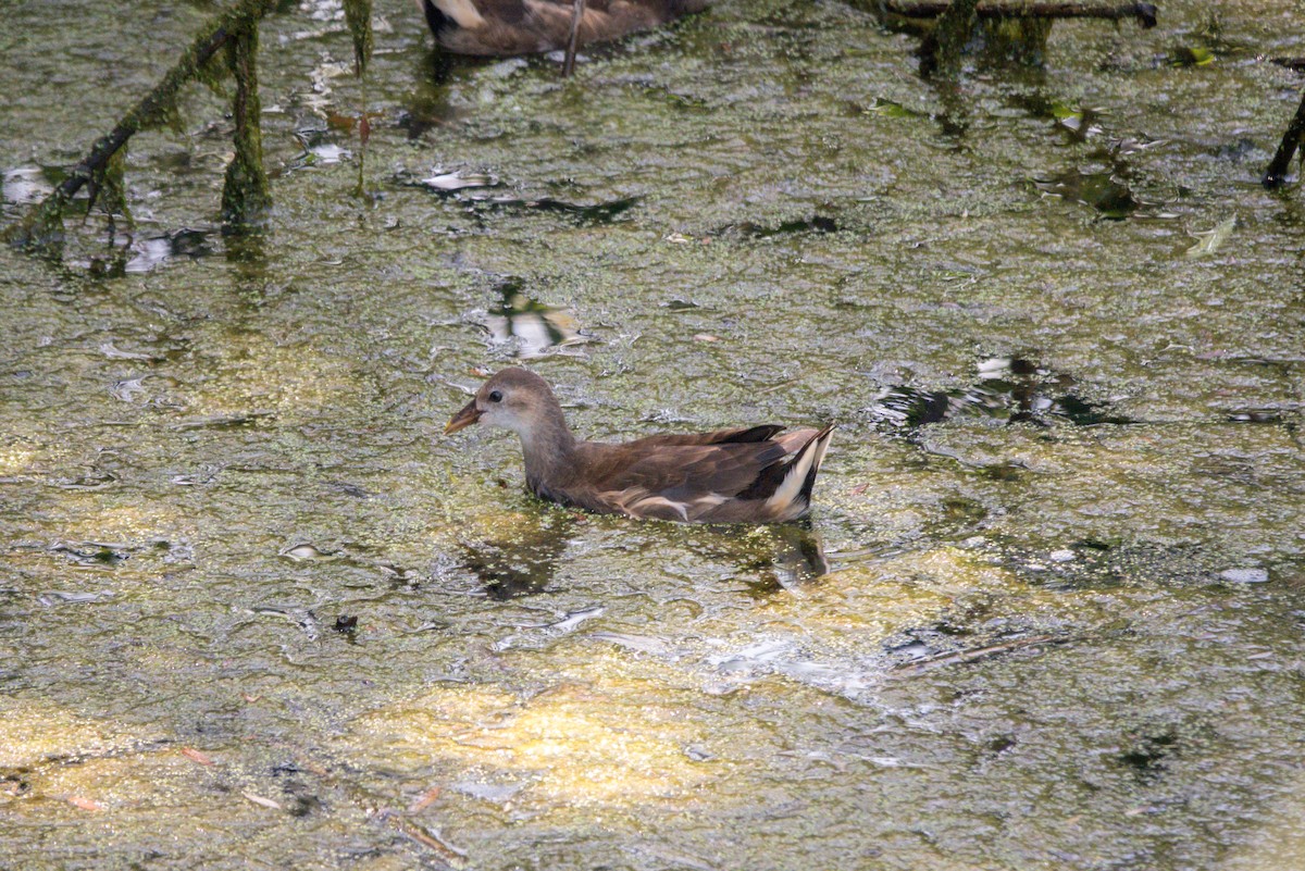 バン - ML641434021