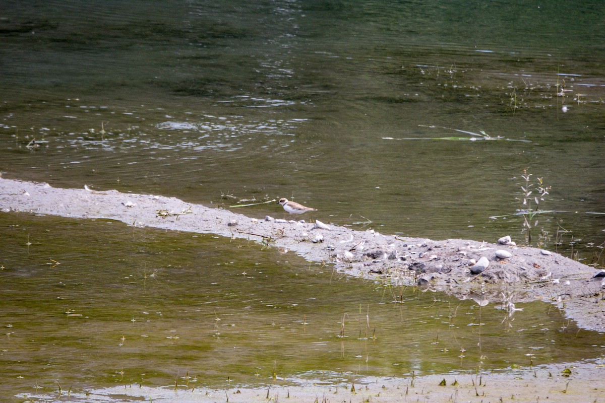 コチドリ - ML641434024