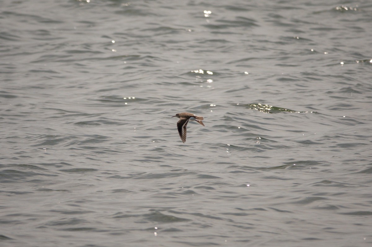 イソシギ - ML641434029