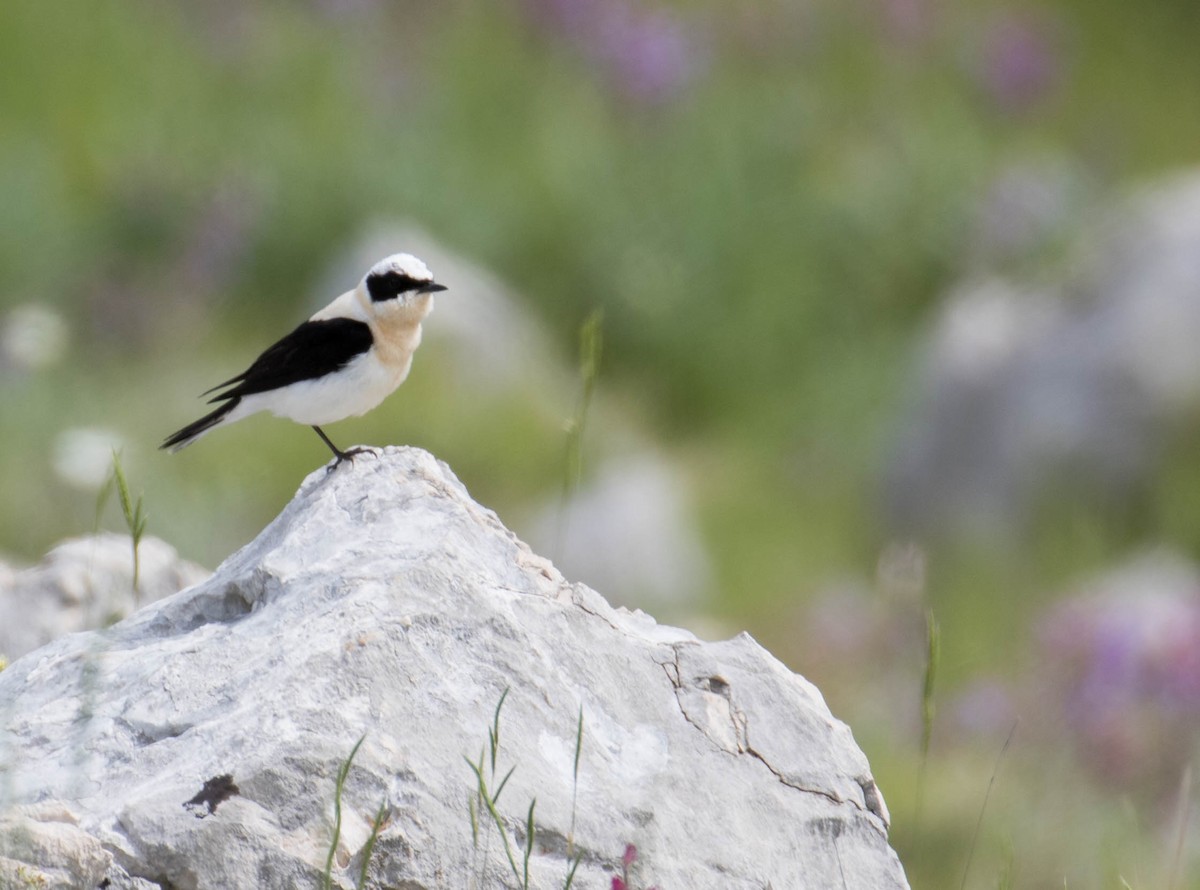 Eastern Black-eared Wheatear - ML641434038