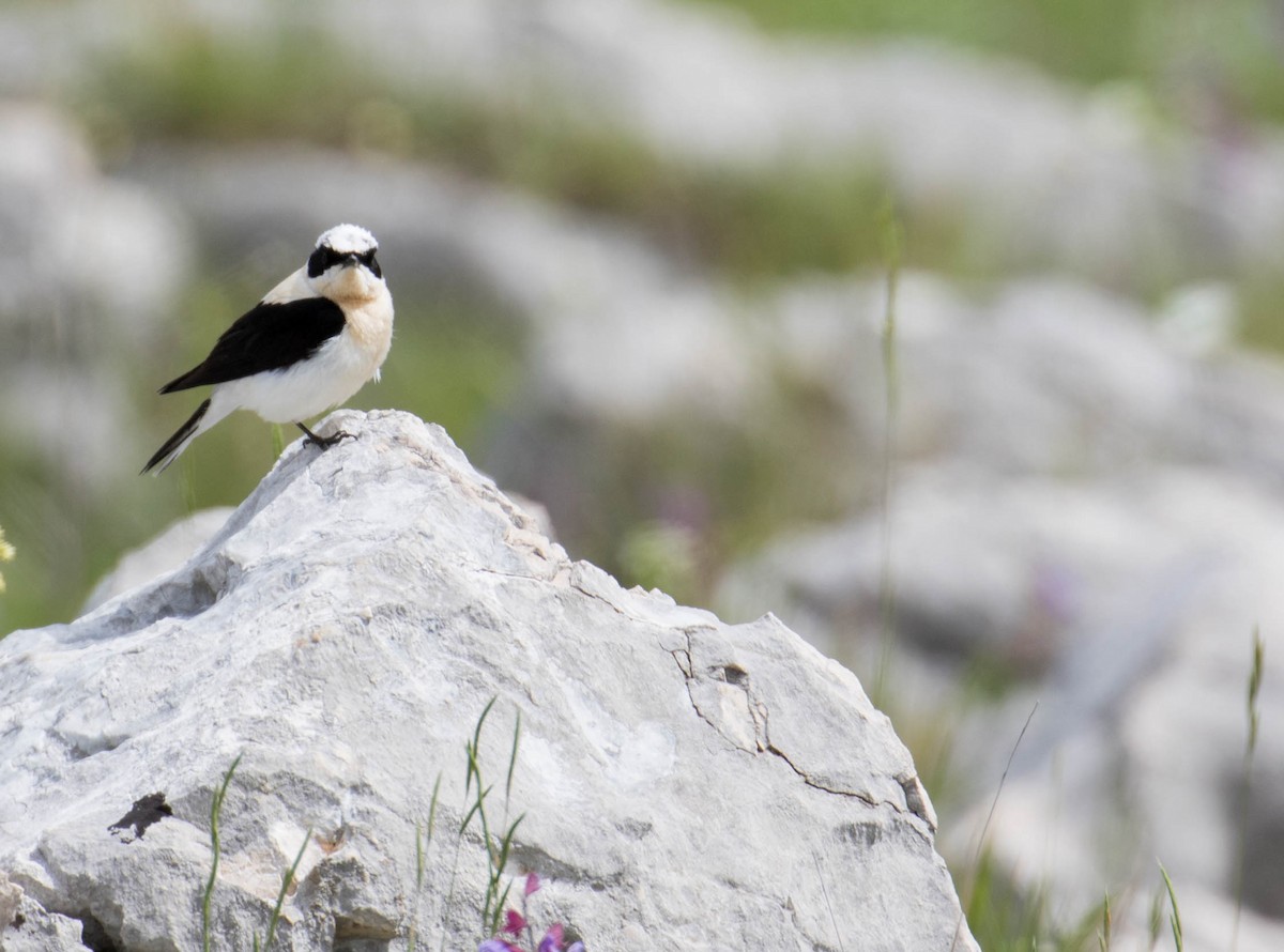 Eastern Black-eared Wheatear - ML641434039