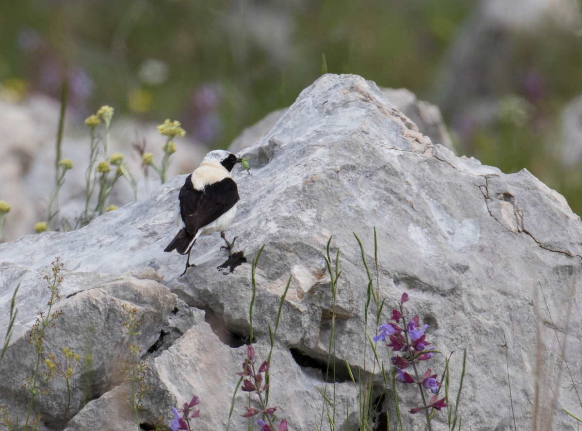 Eastern Black-eared Wheatear - ML641434040
