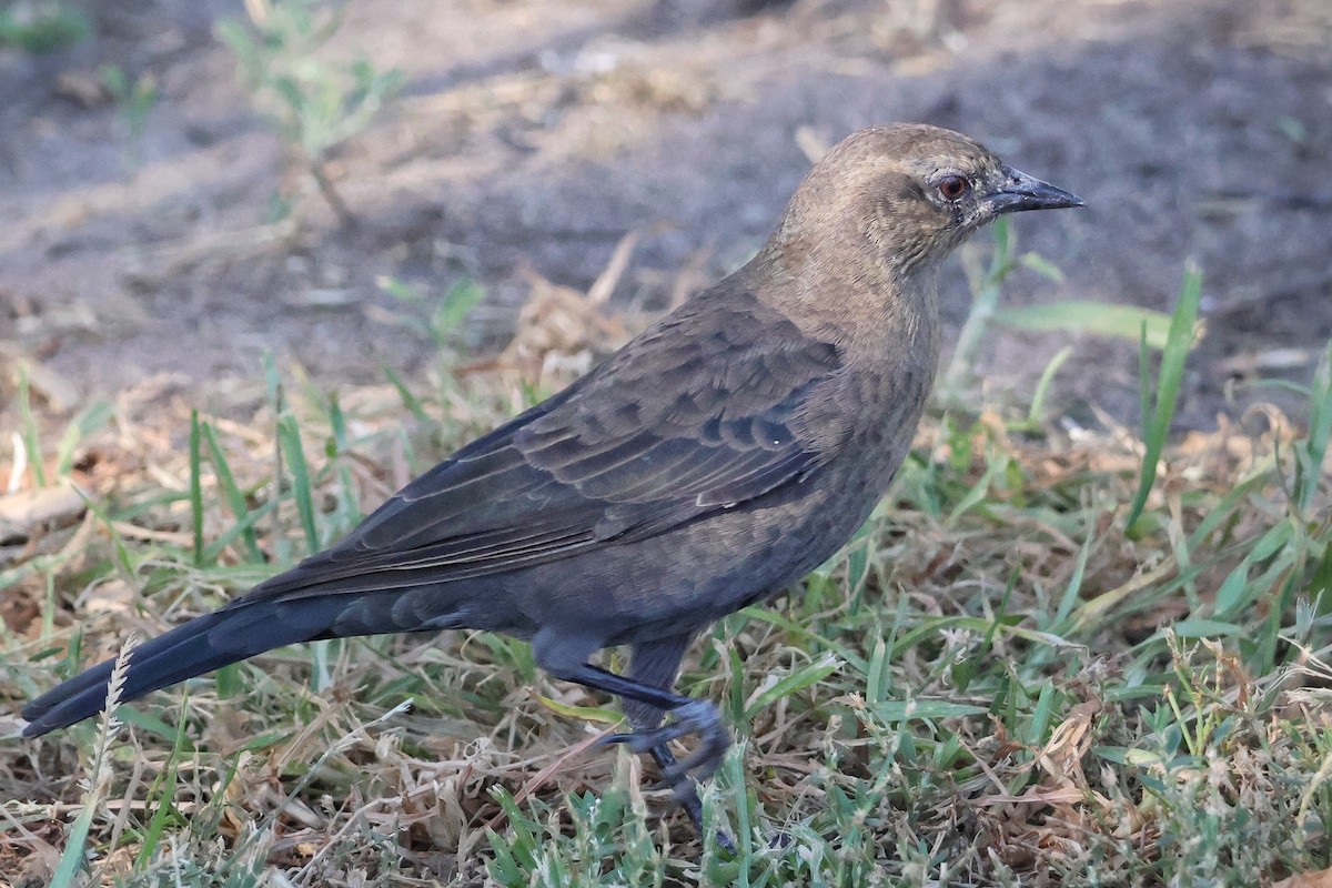 Brewer's Blackbird - ML641434055