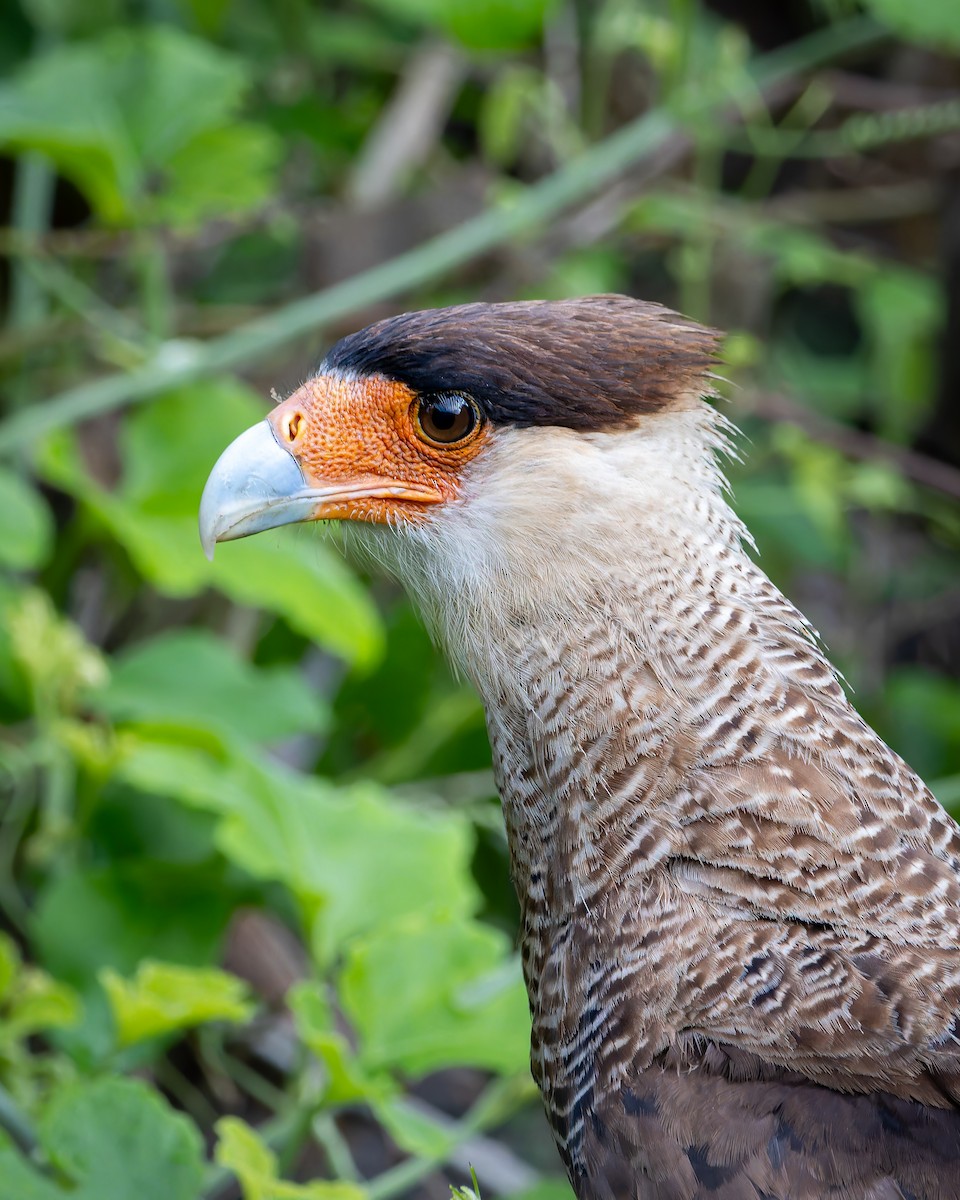 Crested Caracara - ML641434063