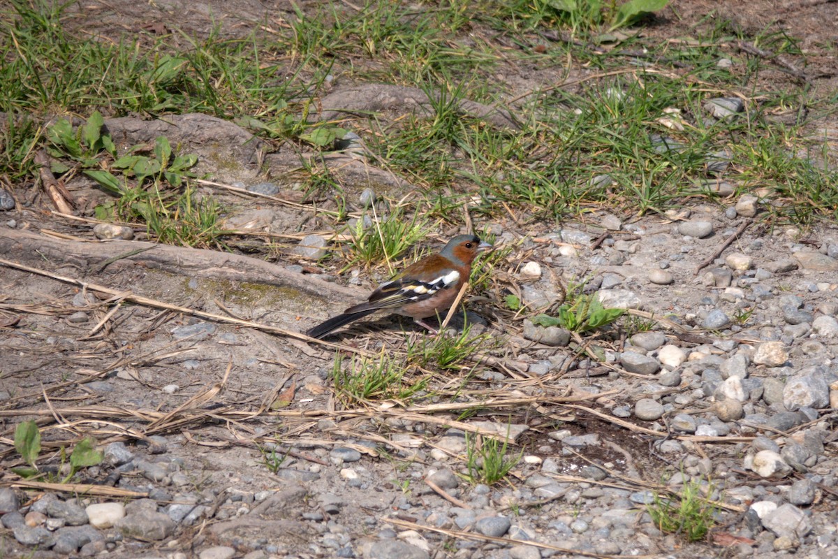 ズアオアトリ - ML641434073