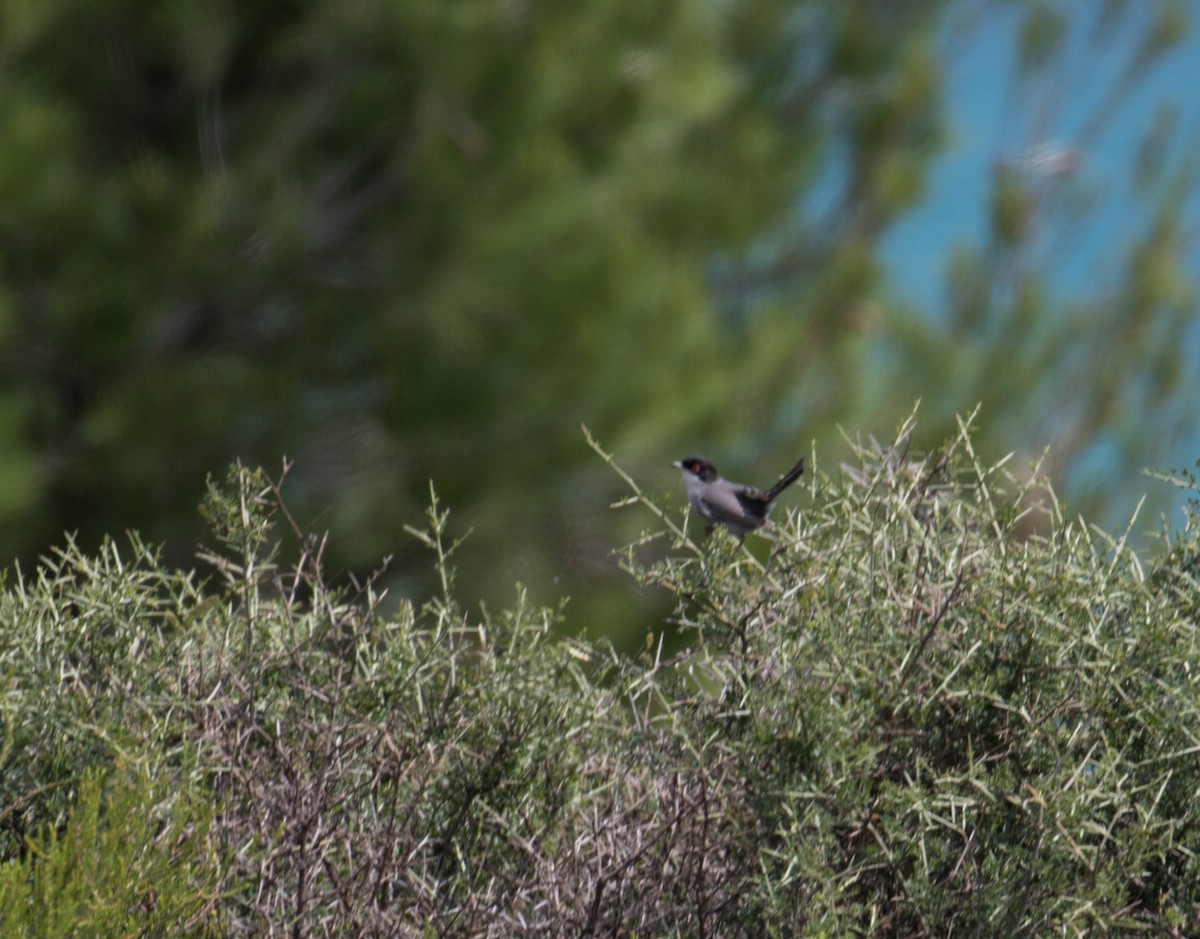 Sardinian Warbler - ML641434109