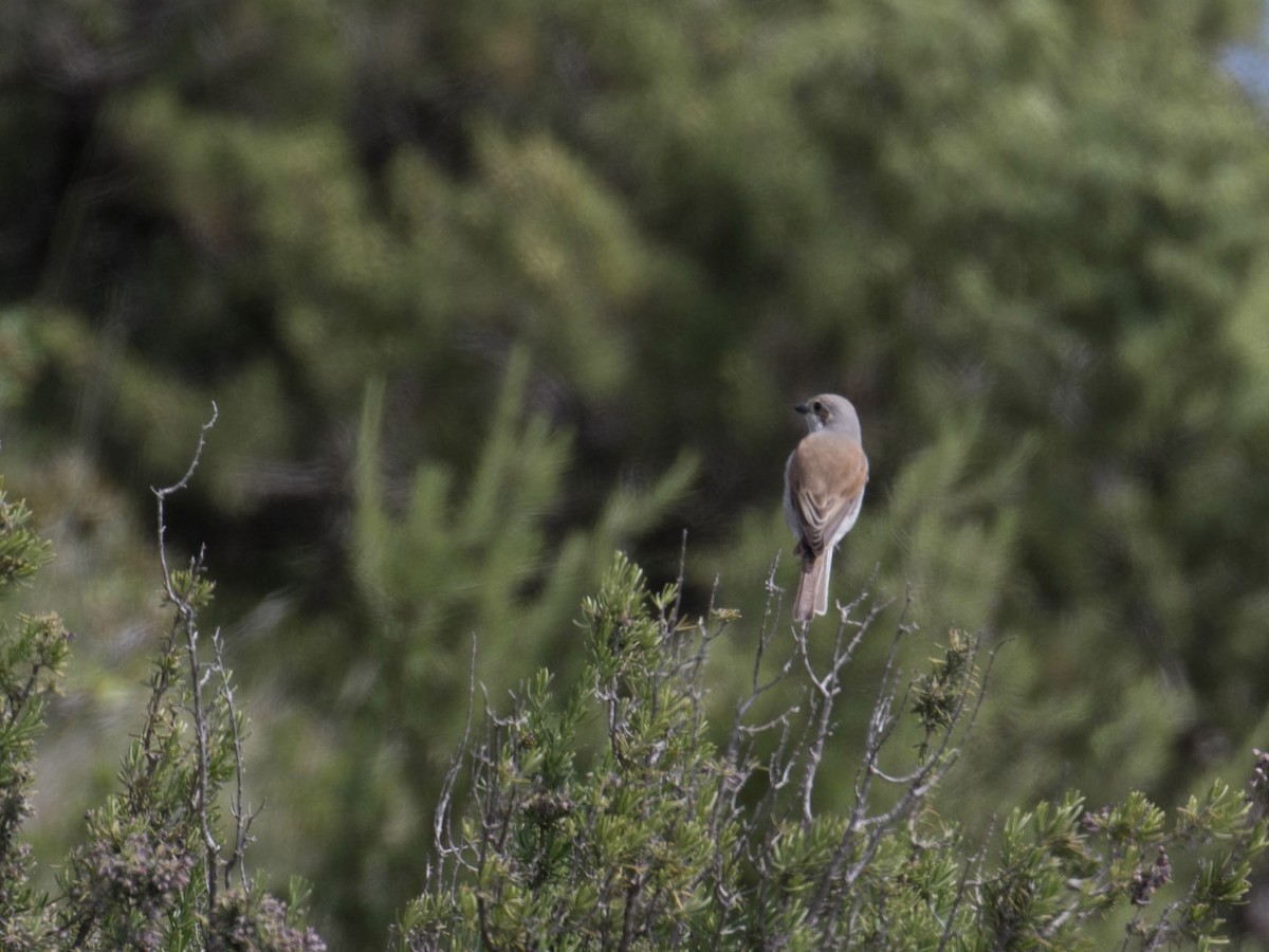 Red-backed Shrike - ML641434147