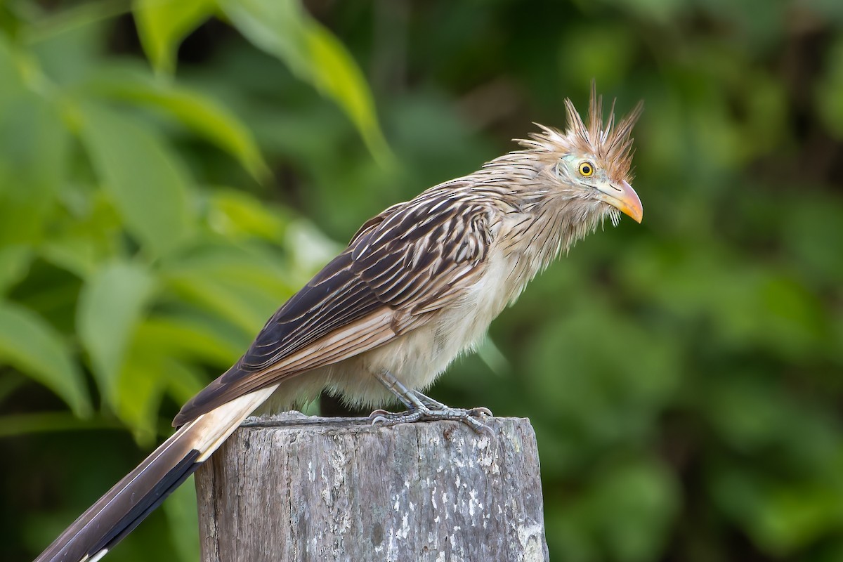 Guira Cuckoo - ML641434223