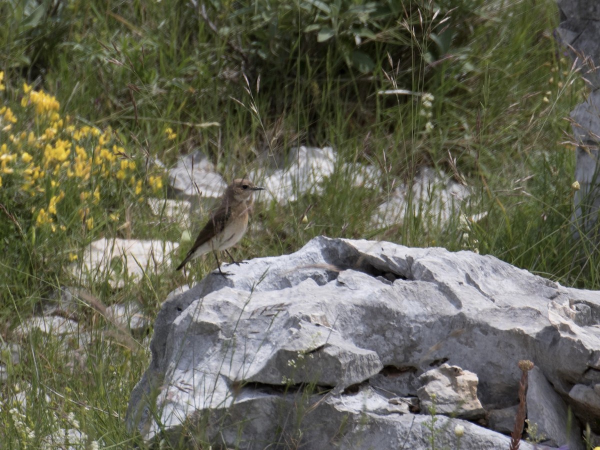 Eastern Black-eared Wheatear - ML641434225