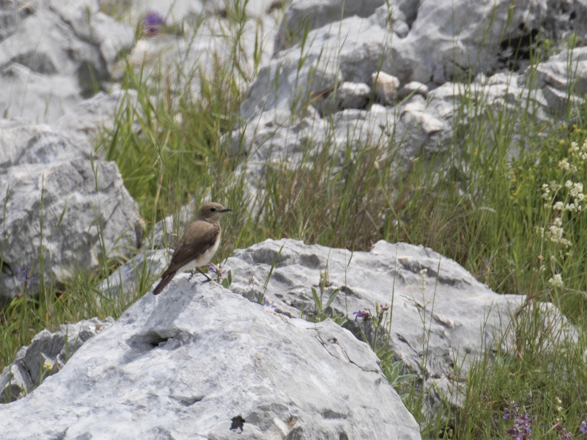 Eastern Black-eared Wheatear - ML641434229