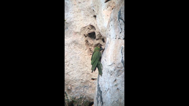 Maroon-fronted Parrot - ML641434249