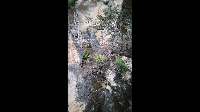 Maroon-fronted Parrot - ML641434257