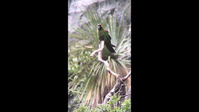 Maroon-fronted Parrot - ML641434299