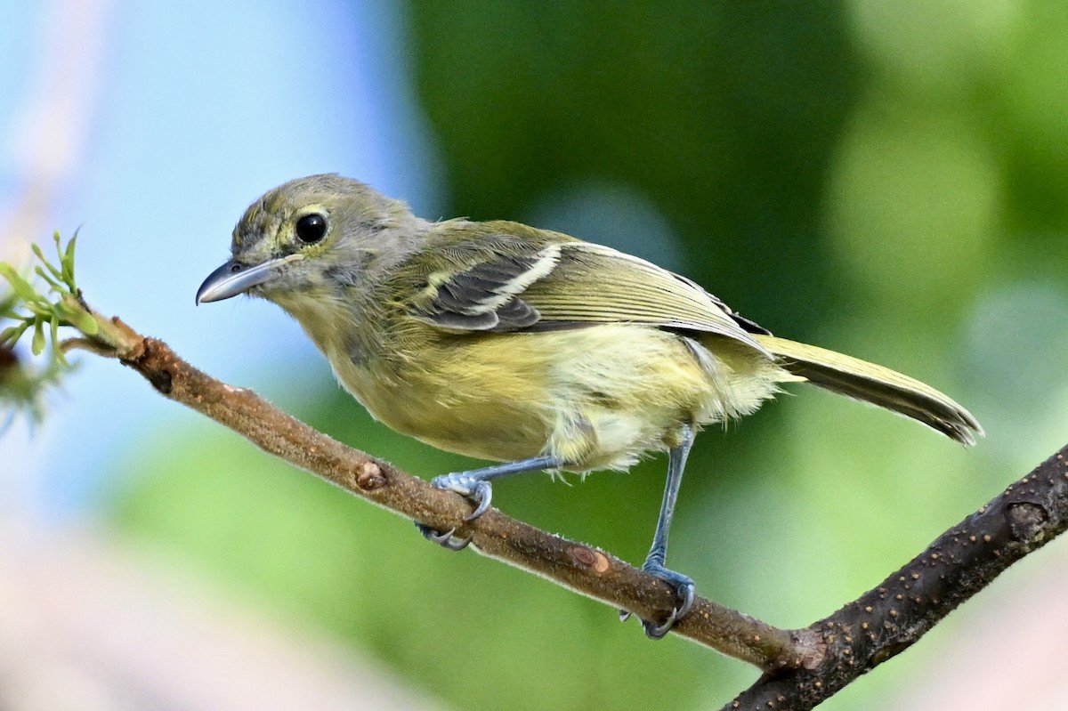 Thick-billed Vireo - ML641434313
