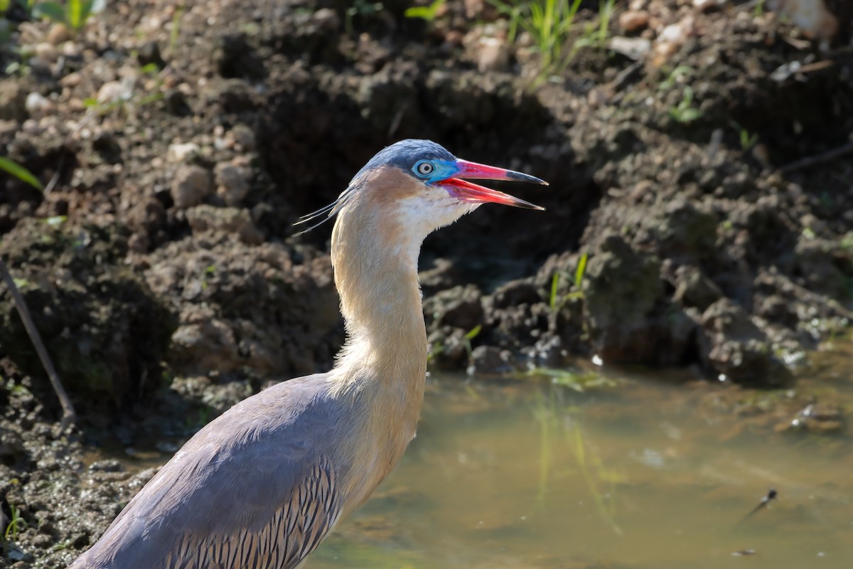 Whistling Heron - ML641434349