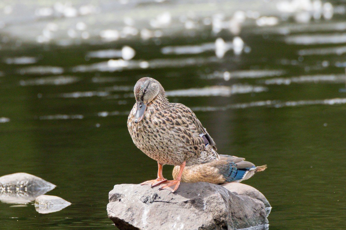 Mallard x American Black Duck (hybrid) - ML641434358