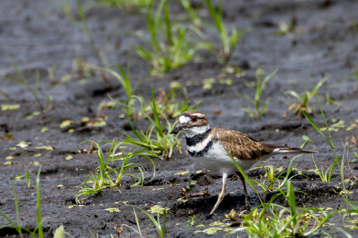 Killdeer - ML641434367