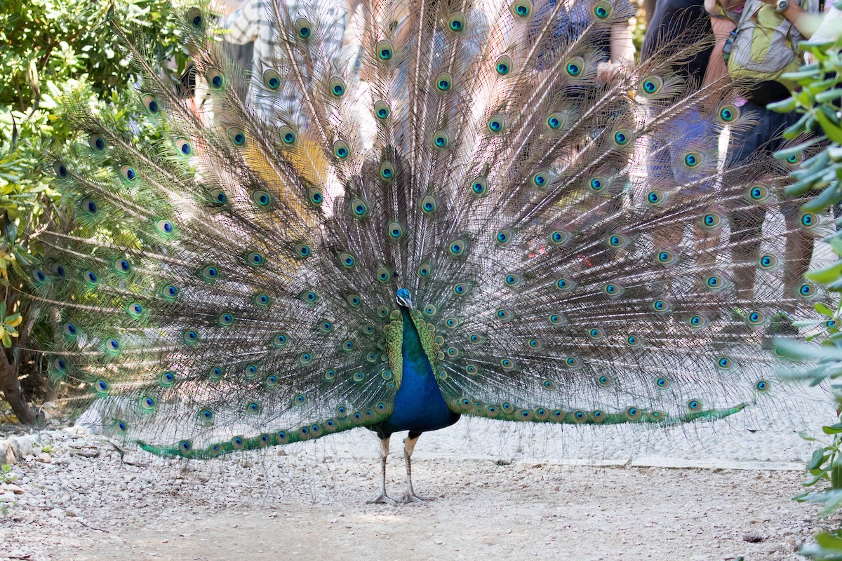 Indian Peafowl (Domestic type) - ML641434419