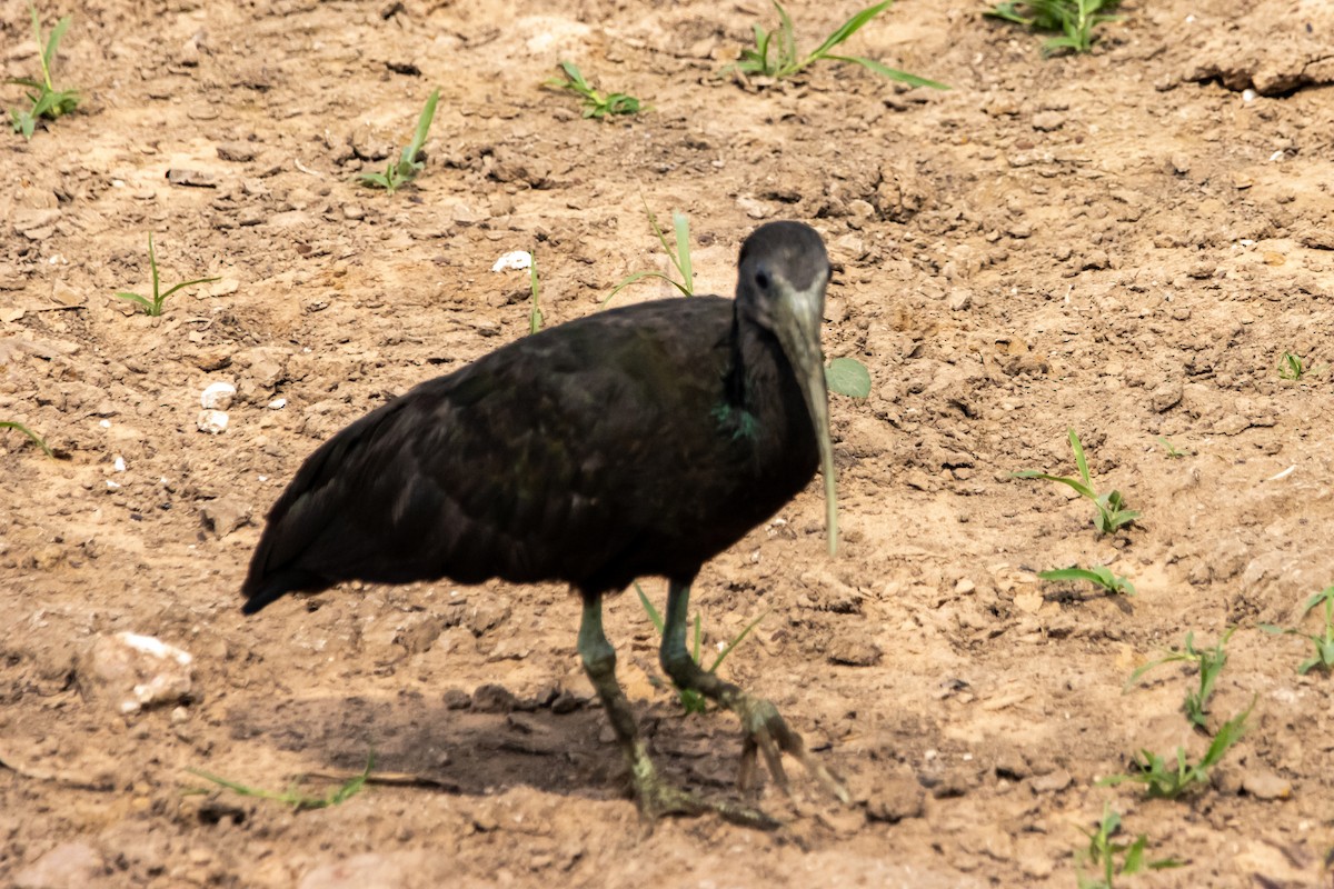 Green Ibis - ML641434436