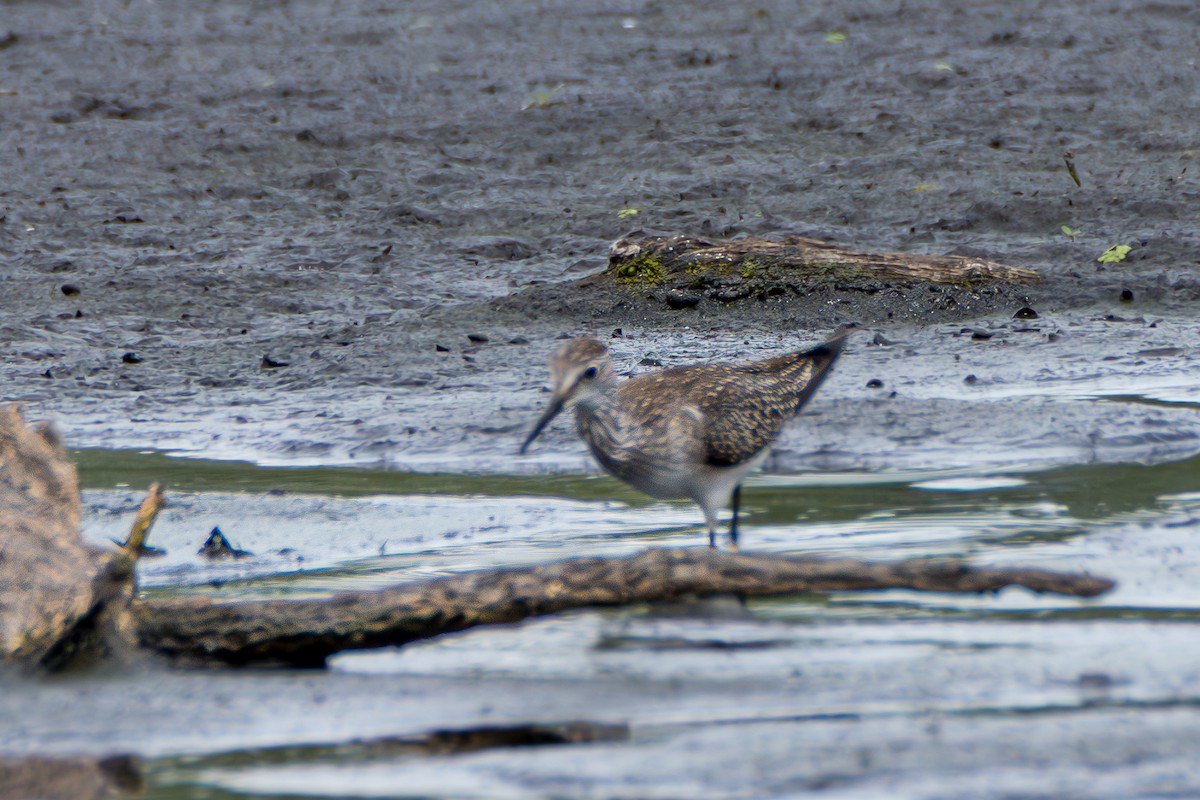 gulbeinsnipe - ML641434441