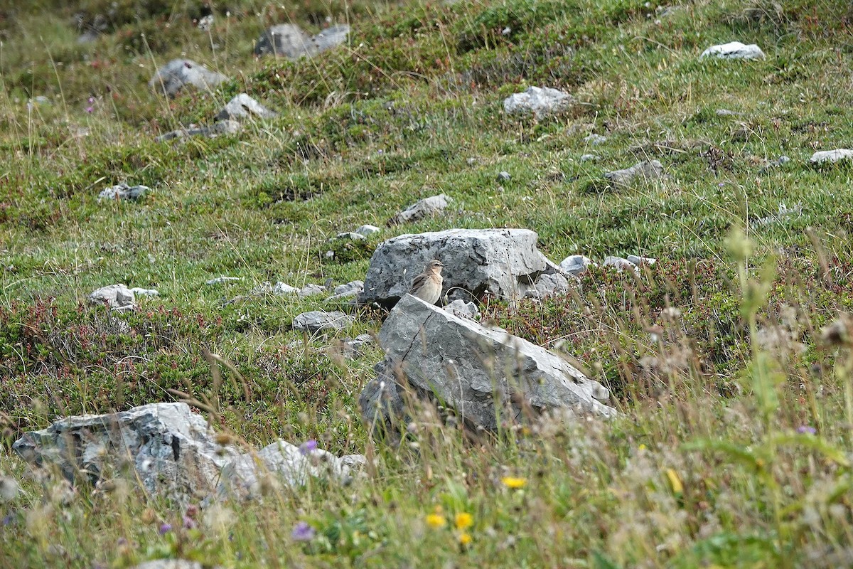 ハシグロヒタキ - ML641434467