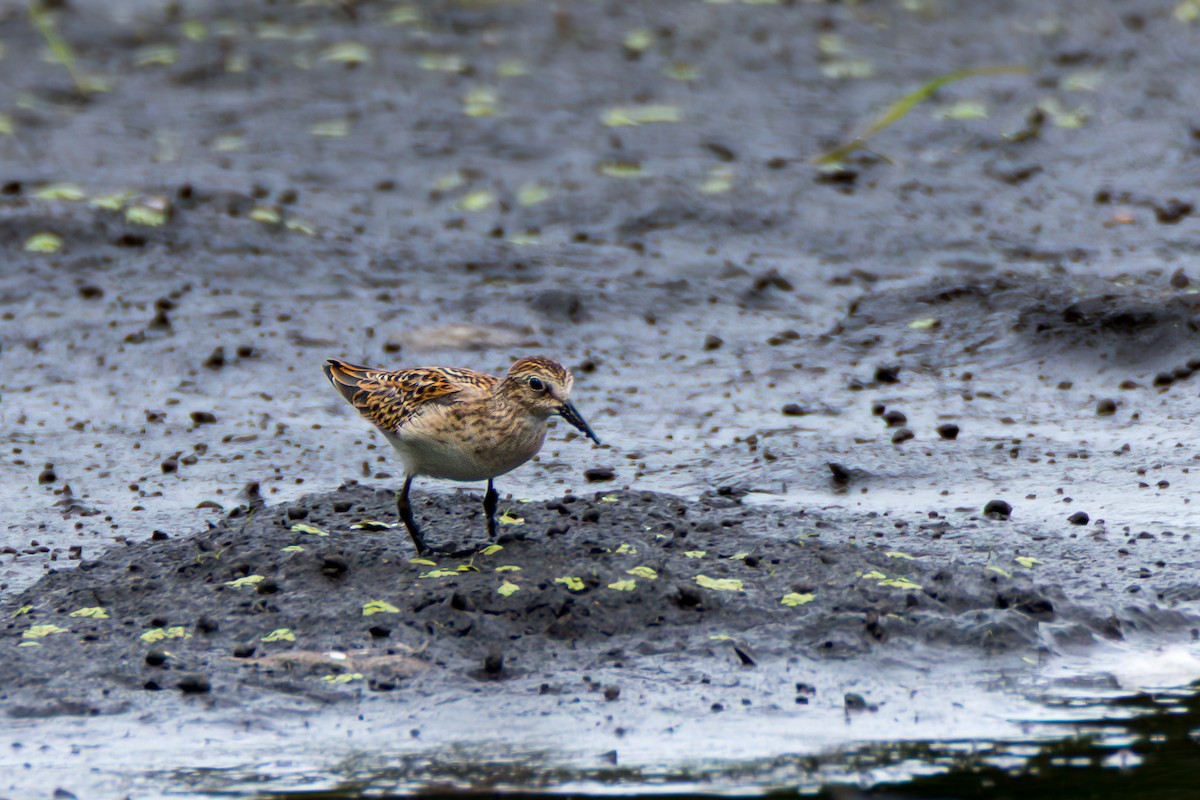 Least Sandpiper - ML641434483