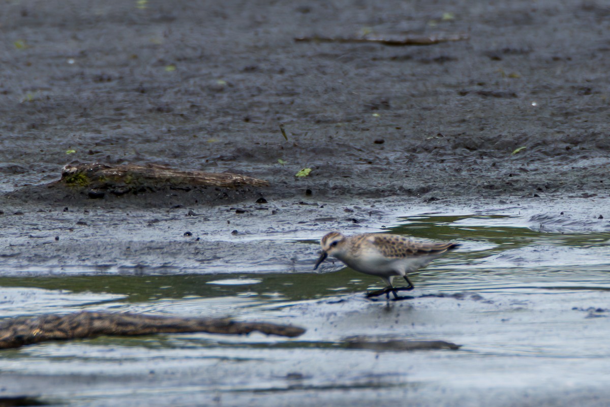 Semipalmated Sandpiper - ML641434488