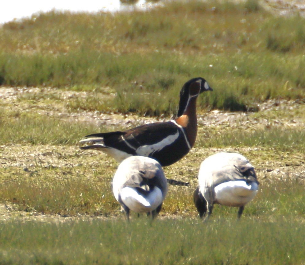 Red-breasted Goose - ML641434510
