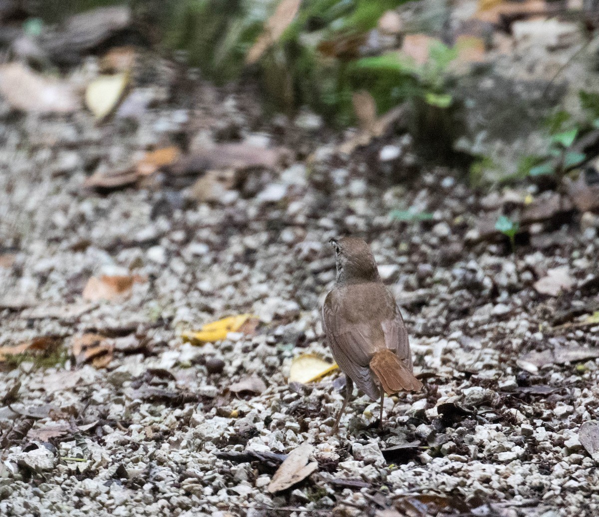 Common Nightingale - ML641434535