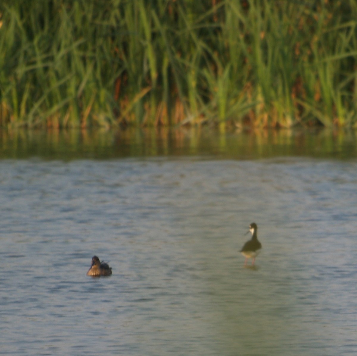 Black-necked Stilt - ML641434543