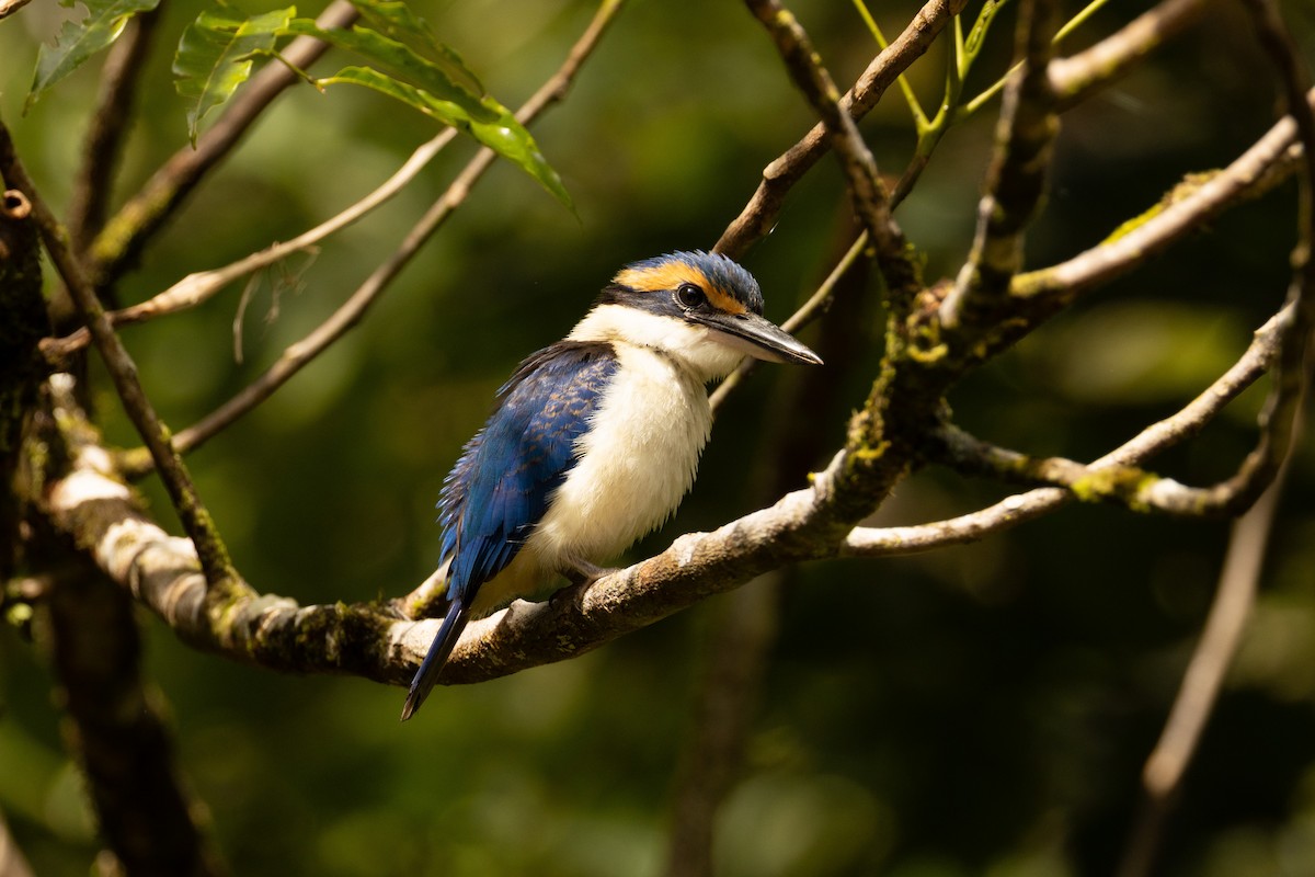 Pacific Kingfisher - ML641434544