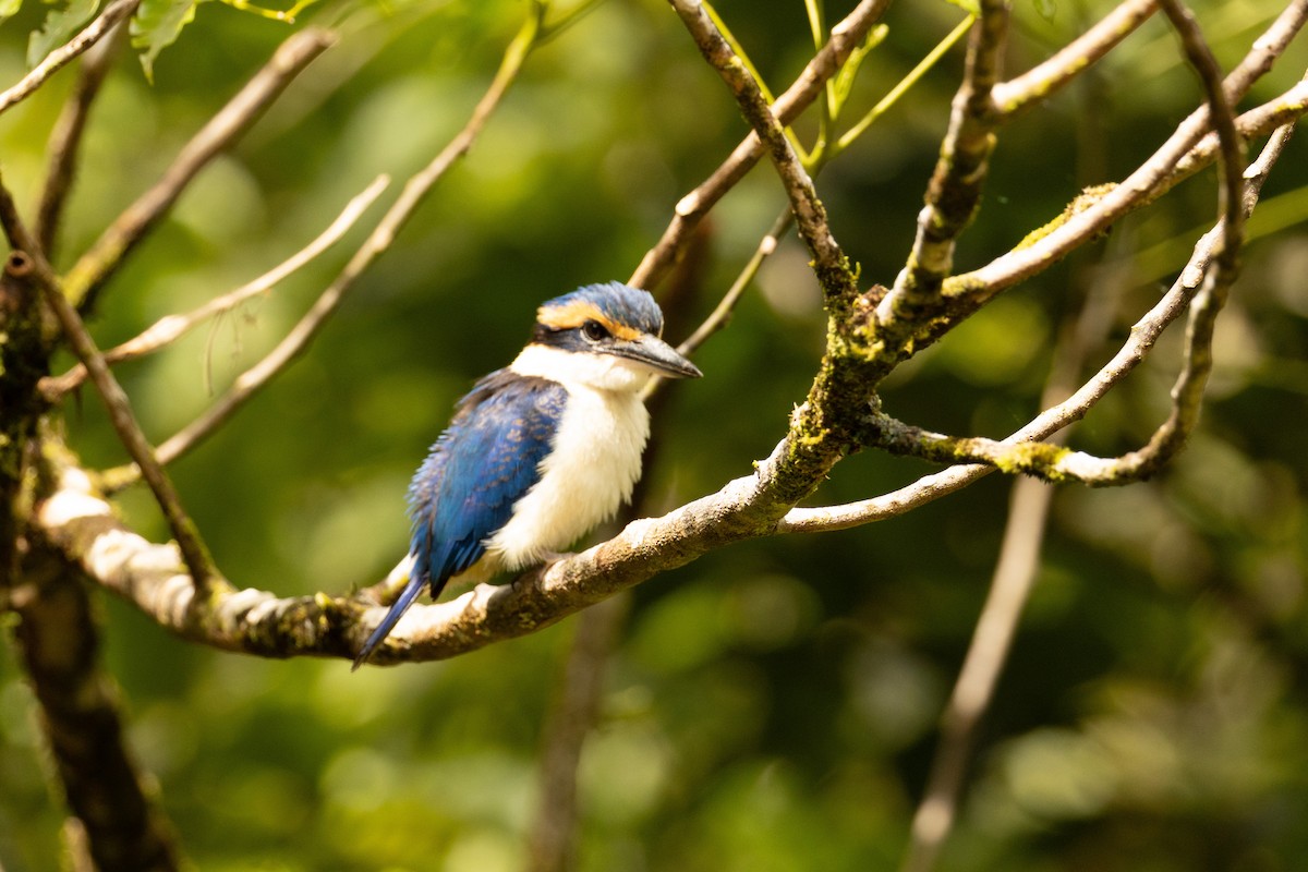 Pacific Kingfisher - ML641434545