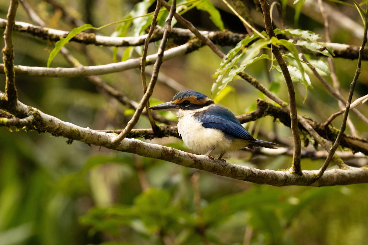 Pacific Kingfisher - ML641434546