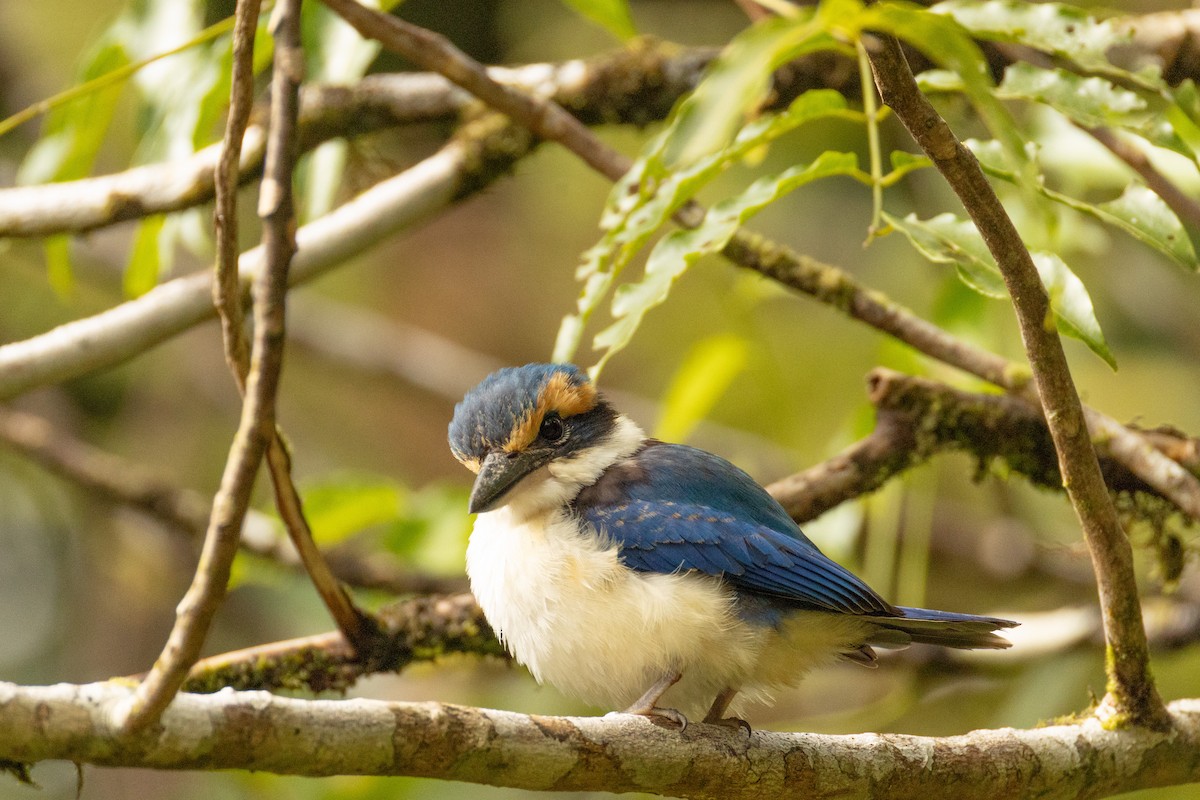 Pacific Kingfisher - ML641434548