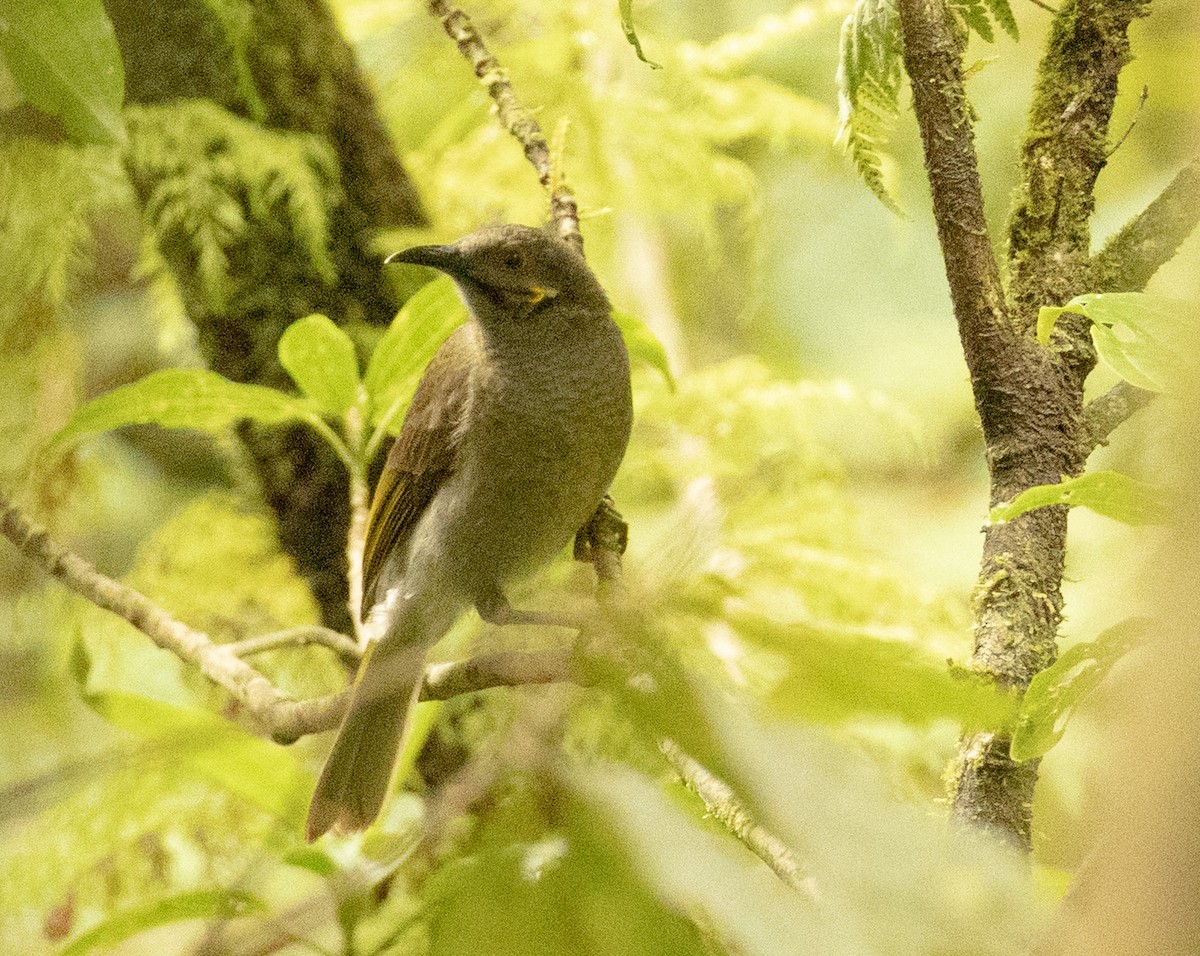 Northern Wattled-Honeyeater - ML641434599