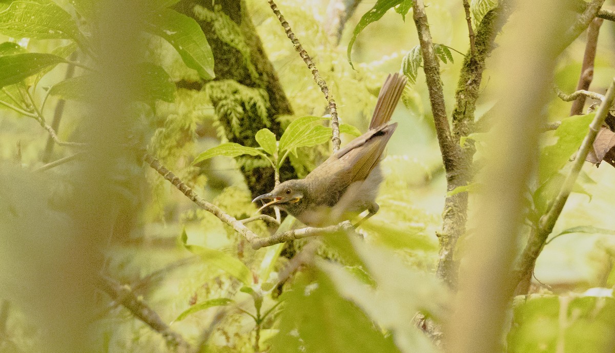 Northern Wattled-Honeyeater - ML641434600