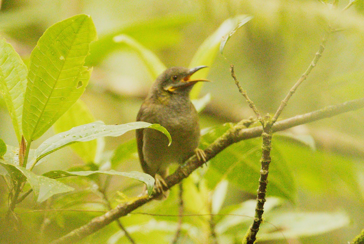 Northern Wattled-Honeyeater - ML641434601