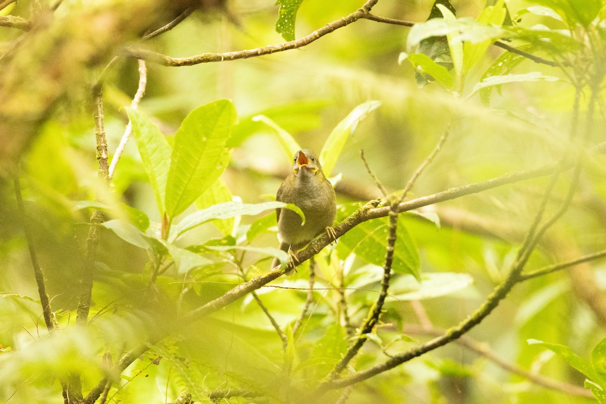 Northern Wattled-Honeyeater - ML641434602