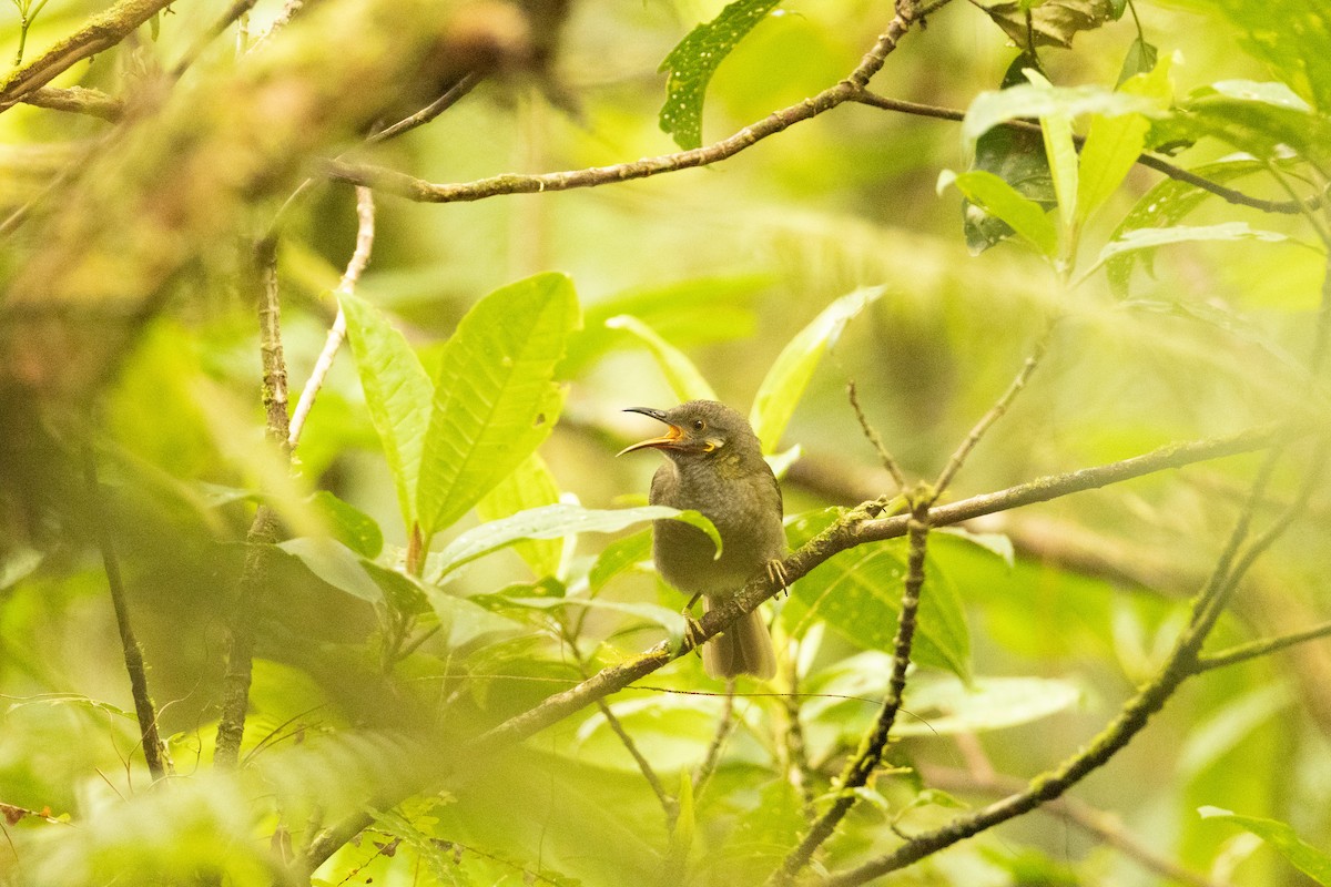 Northern Wattled-Honeyeater - ML641434603