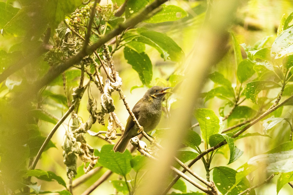 Northern Wattled-Honeyeater - ML641434604